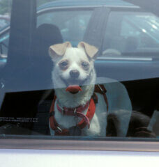 dog in hot car