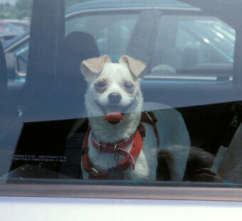 dog in hot car