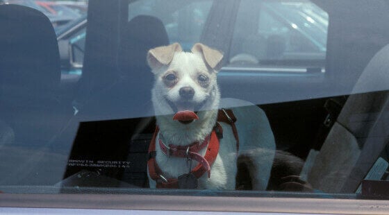 Your Mission This Summer: Help Dogs in Hot Cars