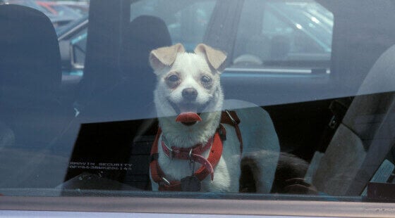 dog in hot car