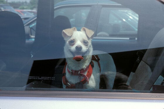 dog in hot car