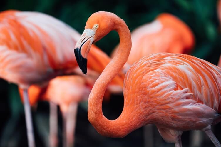 group of flamingos