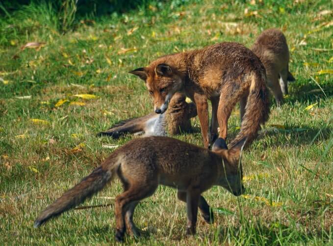 red Foxes on green grass