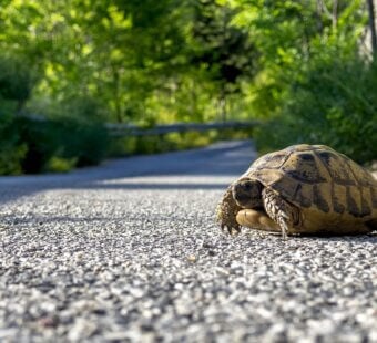 a turtle crossing a road