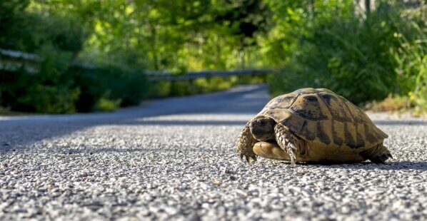 a turtle crossing a road