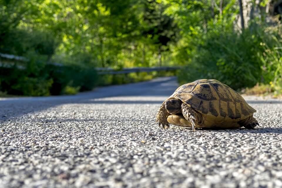 a turtle crossing a road