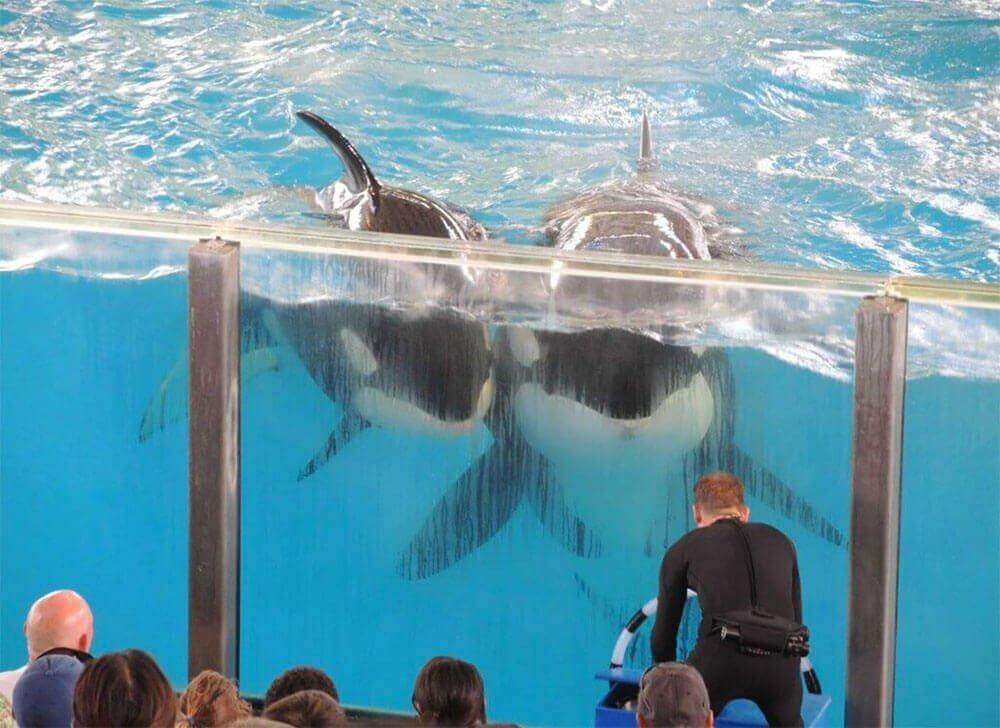 orcas at Seaworld