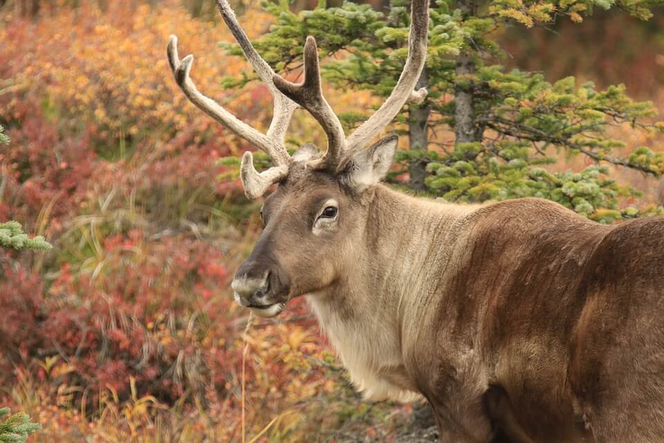 Reindeer in natural habitat