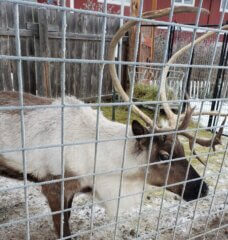 Reindeer in small pen