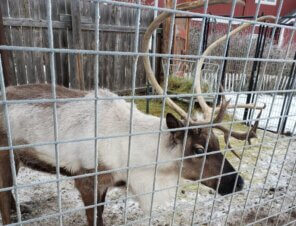 Reindeer in small pen