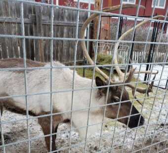 Reindeer in small pen