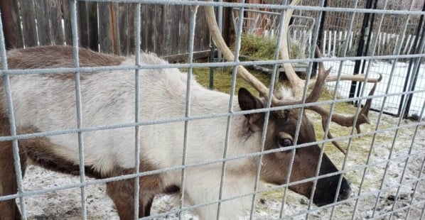 Reindeer in small pen