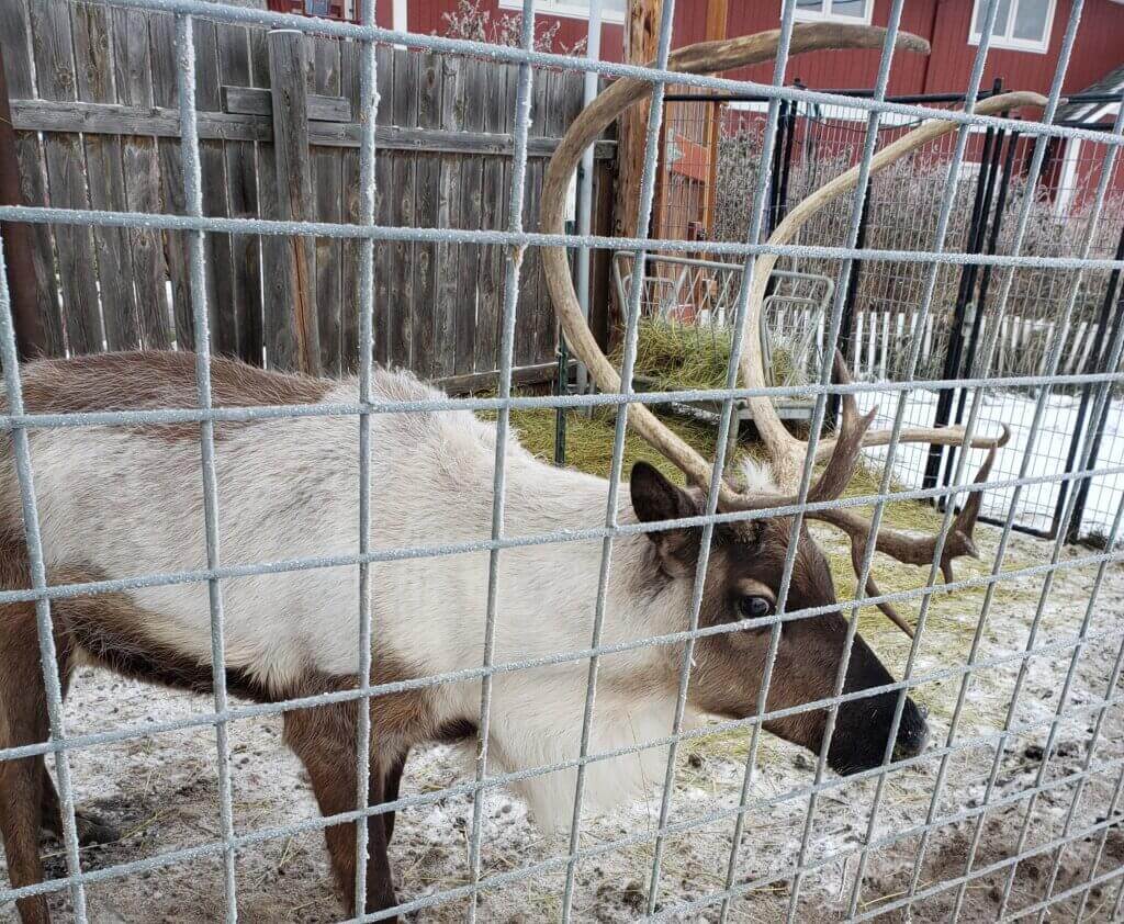 Reindeer in small pen
