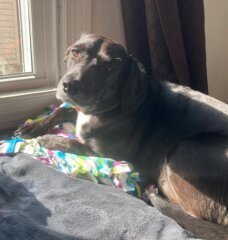 Dog on DIY animal bed