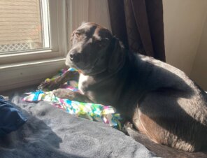 Dog on DIY animal bed