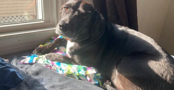 Dog on DIY animal bed