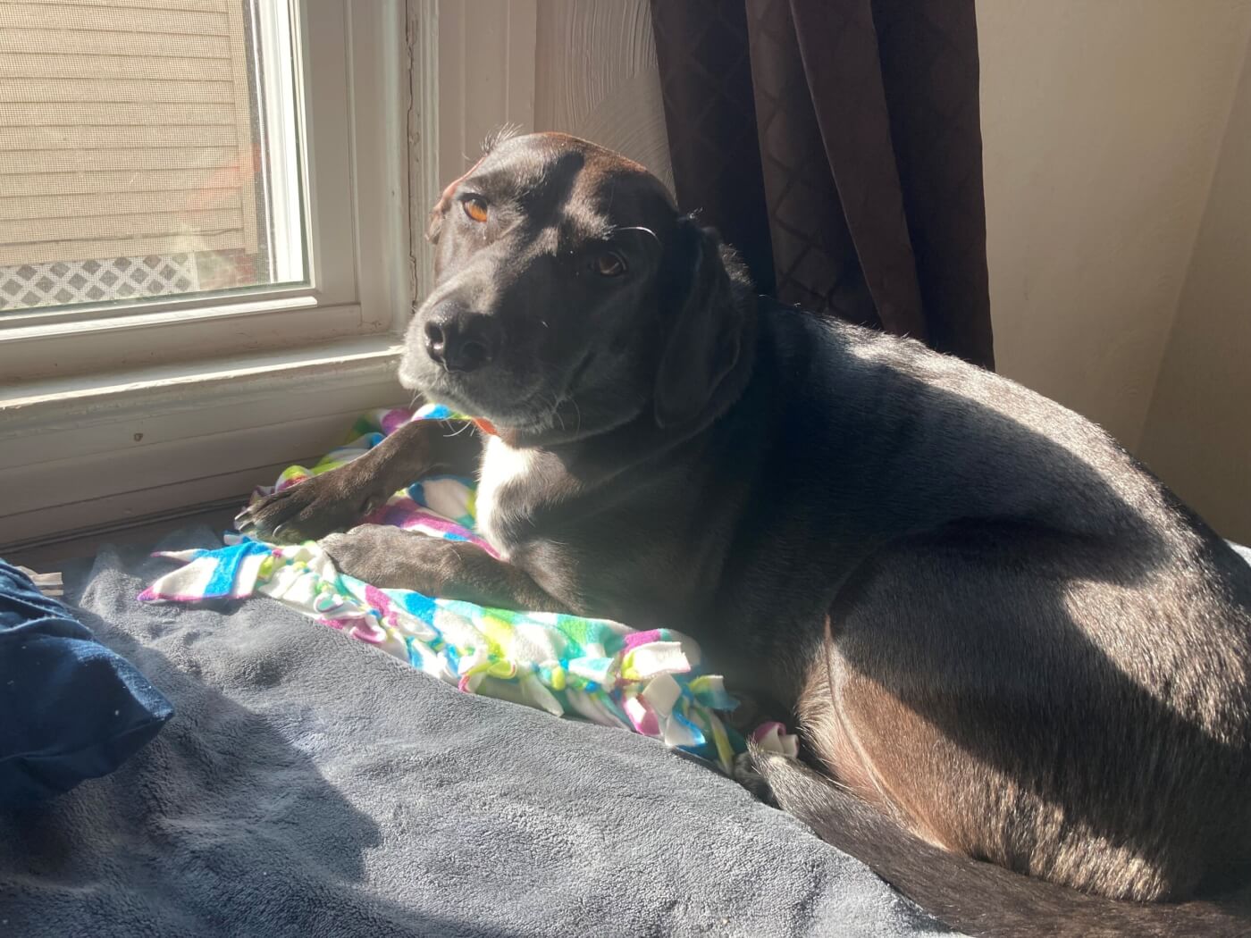 Dog on DIY animal bed