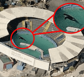 Lolita the Loneliest Orca Needs Love From You