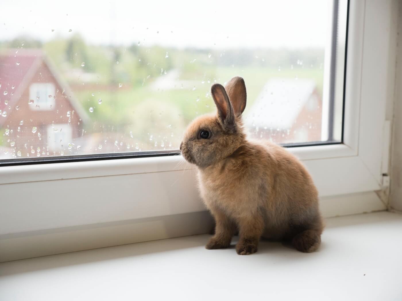 rabbit looking out window