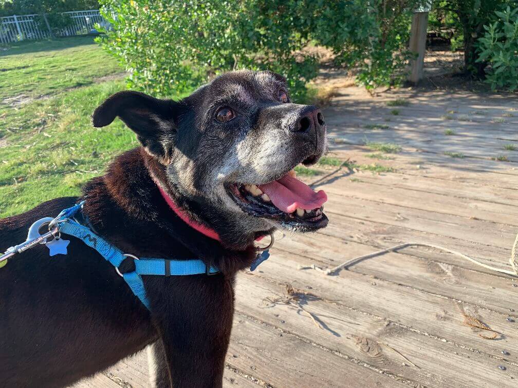 dog outside with harness