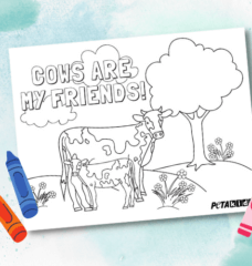 Cow Coloring Page