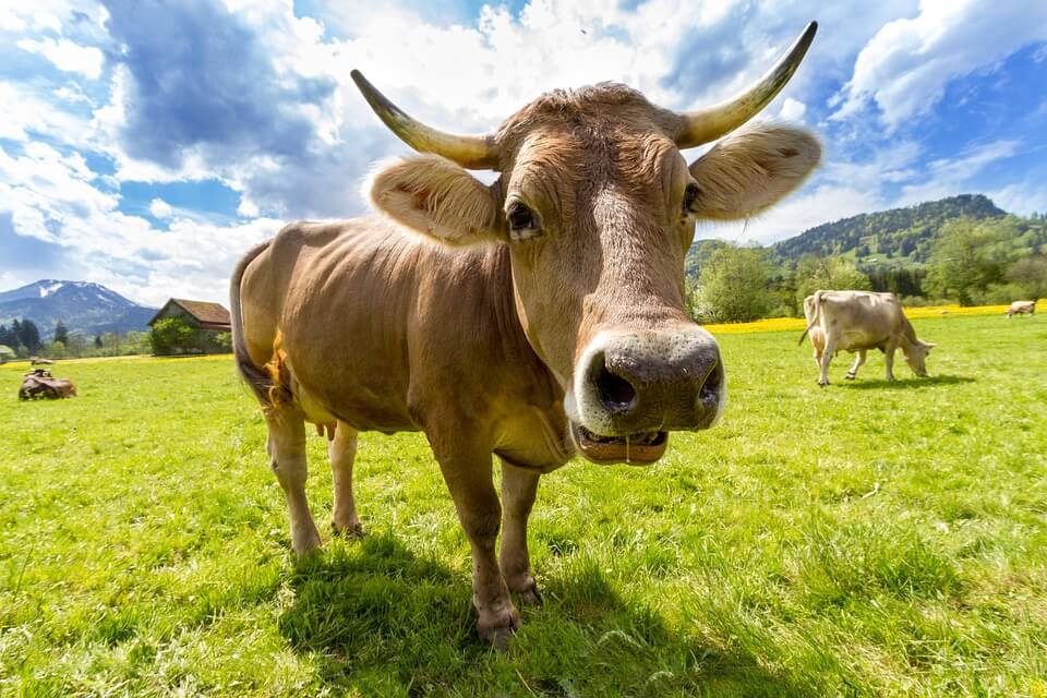 Brown cow on green grass