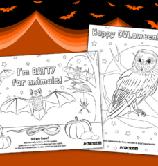 Halloween coloring pages