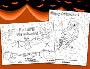 Halloween coloring pages