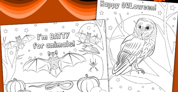 Halloween coloring pages