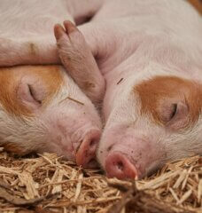 pink piglets sleeping and cuddling