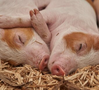 pink piglets sleeping and cuddling