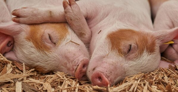 pink piglets sleeping and cuddling