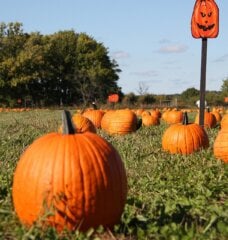 pumpkin patch