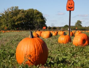 pumpkin patch
