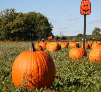 pumpkin patch