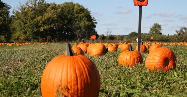 pumpkin patch