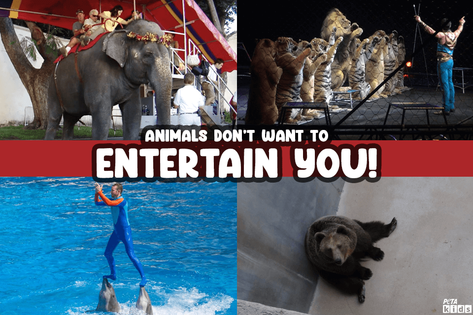 collage of animals used for entertainment. Elephants used for rides, lions and tigers used in circuses, dolphins used at SeaWorld, and bears trapped in roadside zoos.