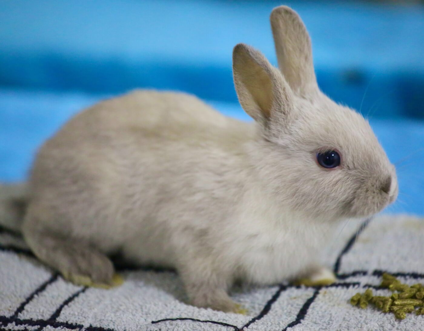 This Florida Neighborhood Has Been Overrun by Bunnies