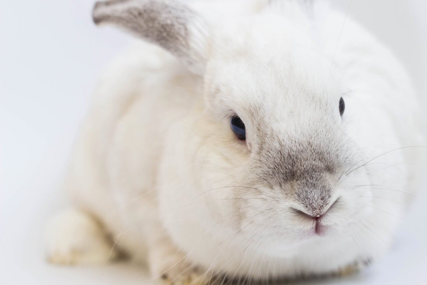 Buy pet rabbits near me sale
