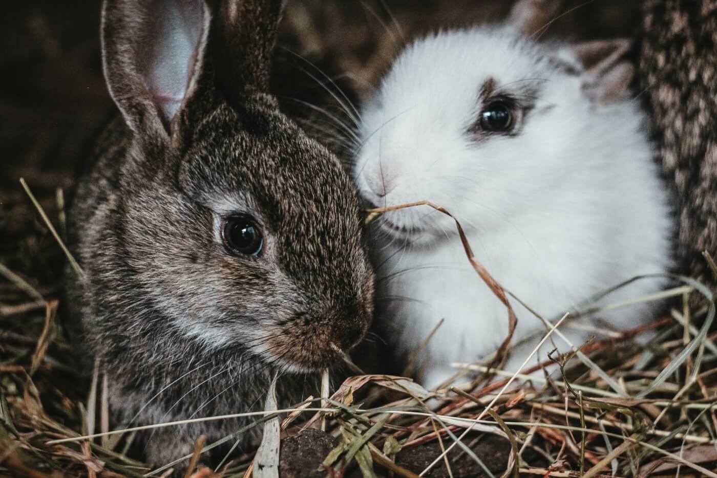 two rabbits who are a bonded pair snuggled up together