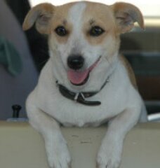 Beige and white dog in a car looking out the car window