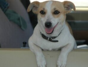 Beige and white dog in a car looking out the car window