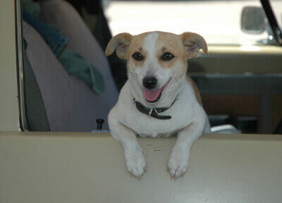 Beige and white dog in a car looking out the car window 