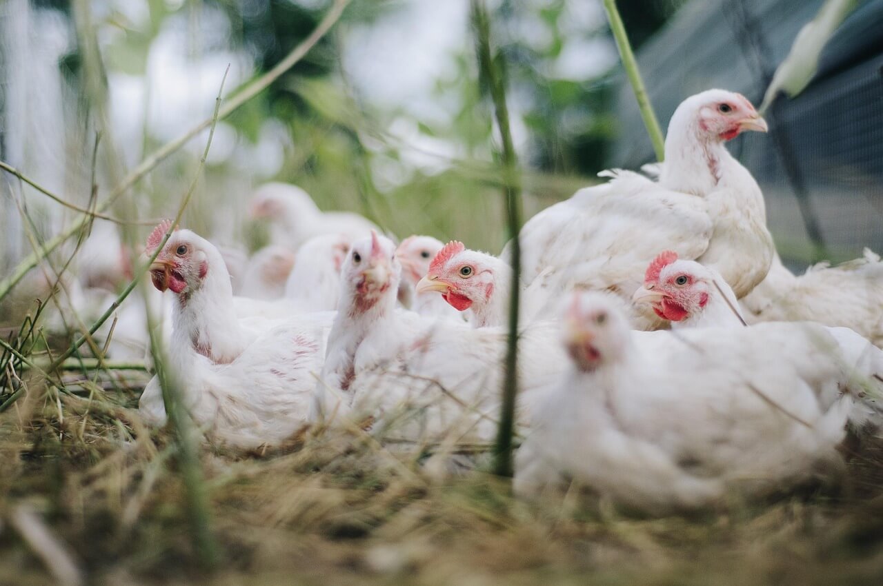 white chickens huddled together in a grassy field