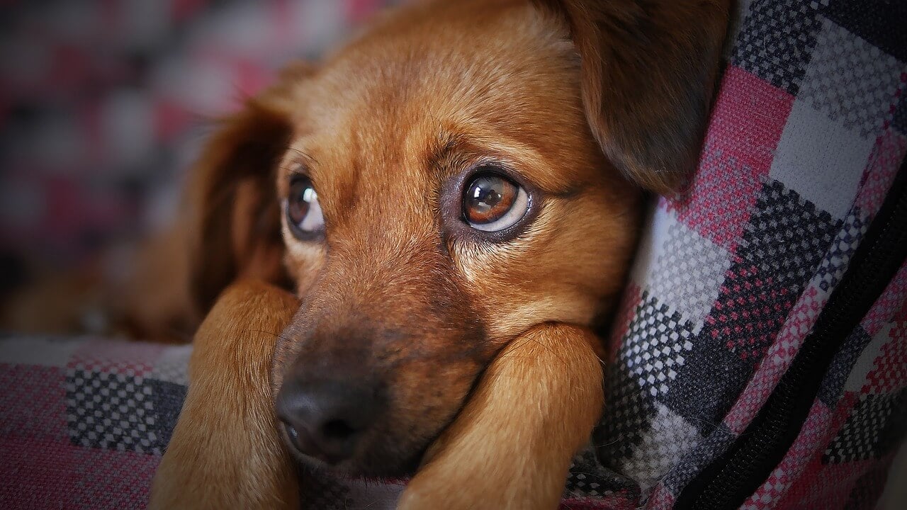 brown dog in a red dog bed looking up 