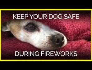 white and brown dog hidden under a red blanket with only their face sticking out. The text reads: Keep your dog safe during fireworks