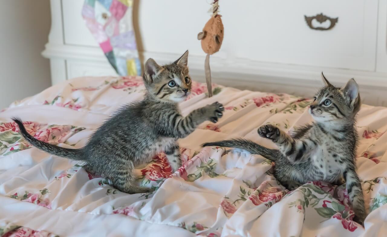 grey kittens playing with a cat toy on a child's bed