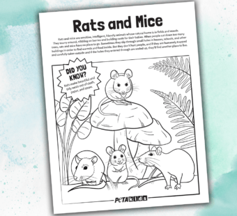 rats and mice coloring sheet on a blue blackground