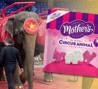 elephants used in circuses and Mother's Cookies packaging highlighting animals used in circuses.