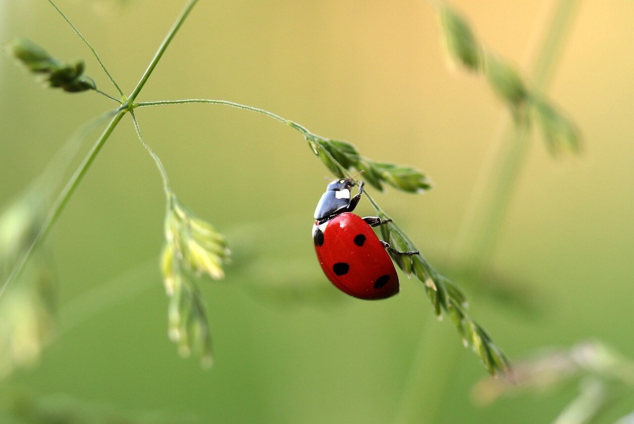 lady bug on a green plant outside. 